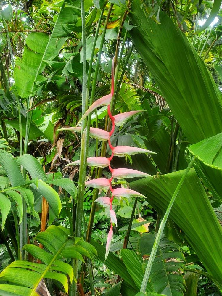 Check out these photo highlights of Ho’omaluhia Botanical Garden