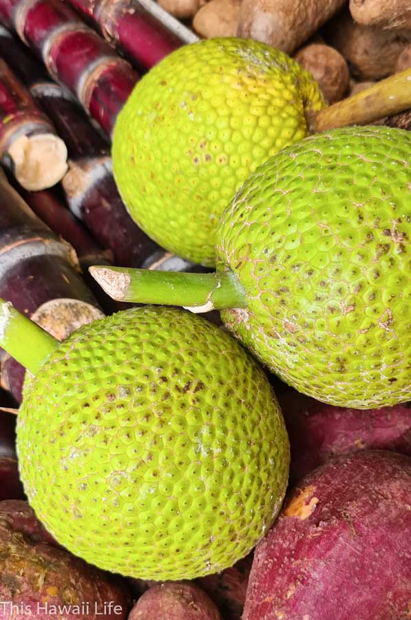 Hawaiian breadfruit or Ulu