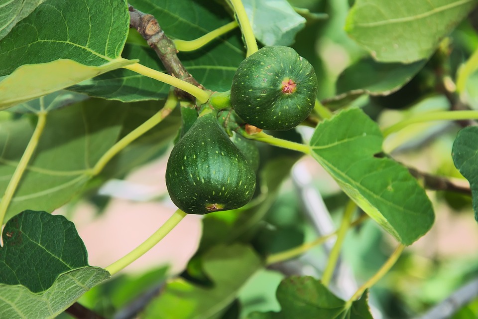  Figs in Hawaii