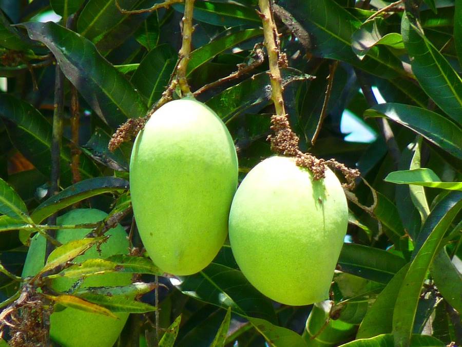 Growing Mango trees