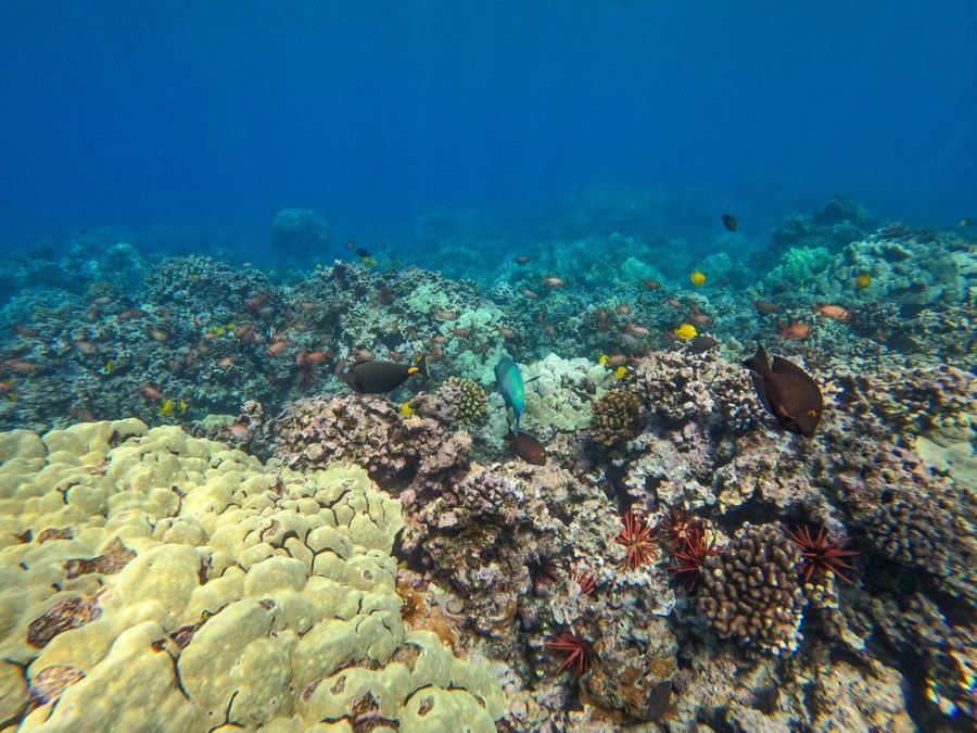 Molokini Crater Snorkeling