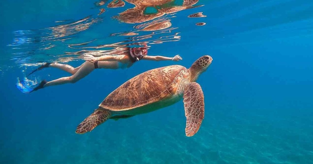 Why do a guided cruise and snorkel experience?