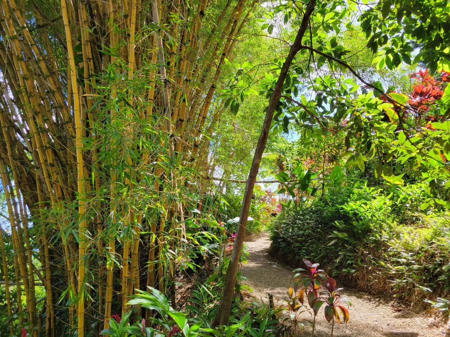 meander through a dense collection of tropical plants, such as bamboo and ginger