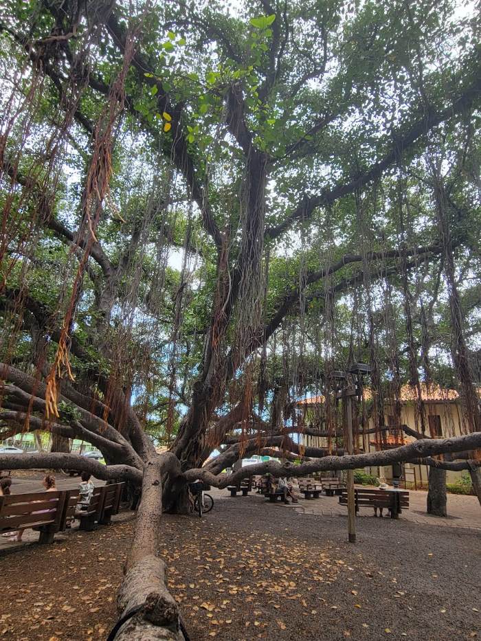 Banyan Tree of Lahaina