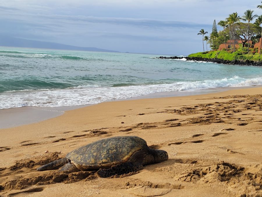 Things to do at Kaanapali 2