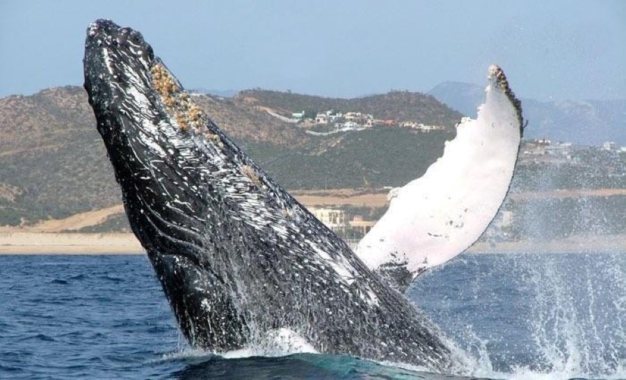 whale watching at Kaanapali area