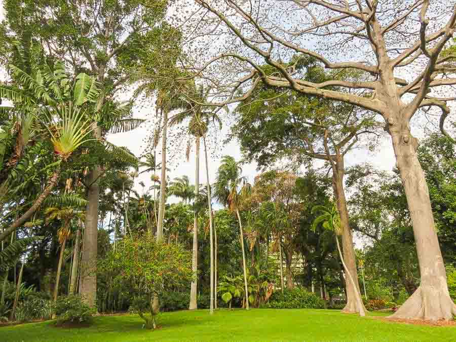 Visit the Foster botanical garden in Honolulu or surrounding area