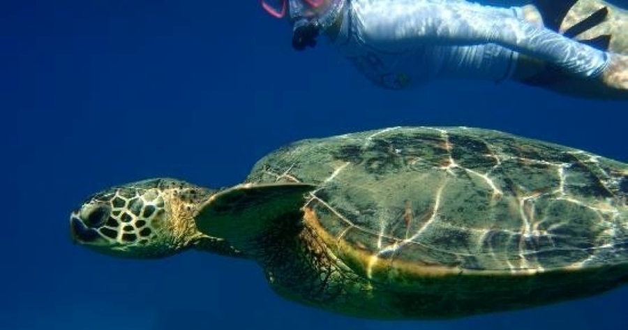 Makena Turtle Town Eco Adventure