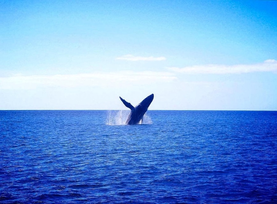 Waikiki Whale Watching Experience