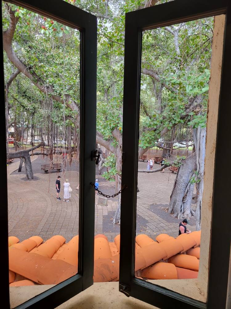 A view of the Old Banyan tree from above
