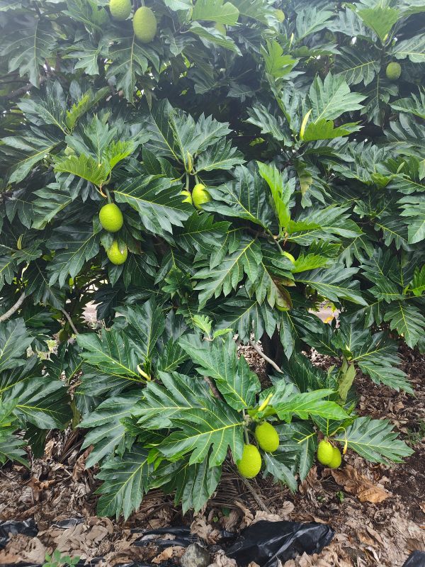 Details to volunteering for Kokua Harvest