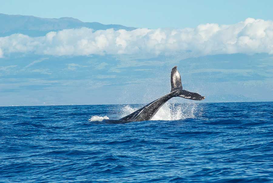 Whale watching season in Maui
