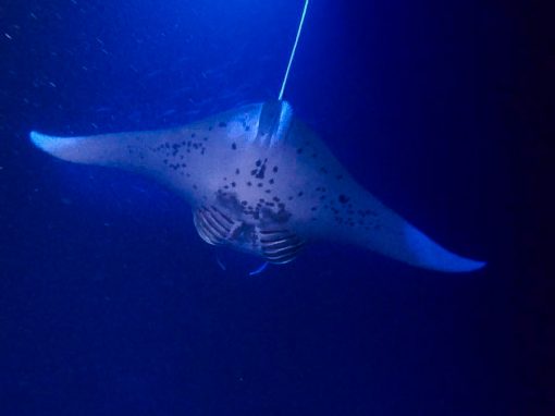 manta ray kona hawaii manta ray kona hawaii