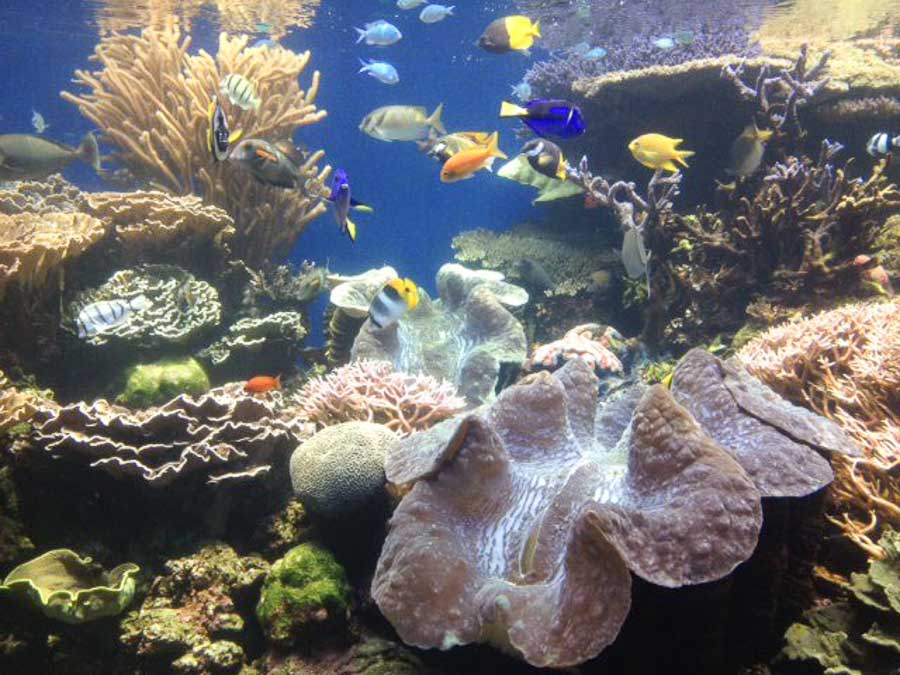Exploring the Waikiki aquarium
