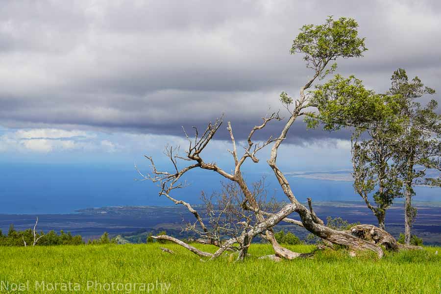 Big Island hike at Pu’uwa’awa’a