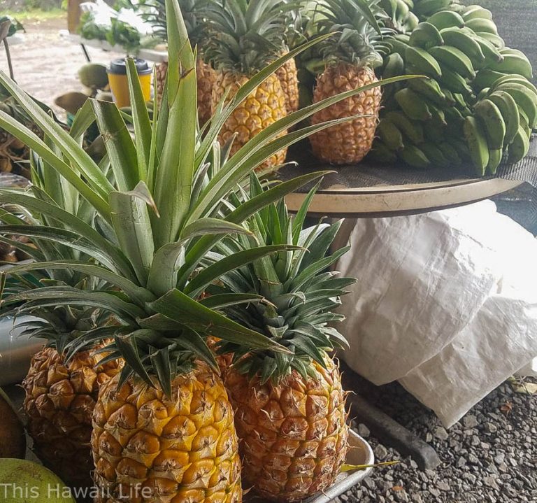 Pineapple season in Hawaii - This Hawaii Life