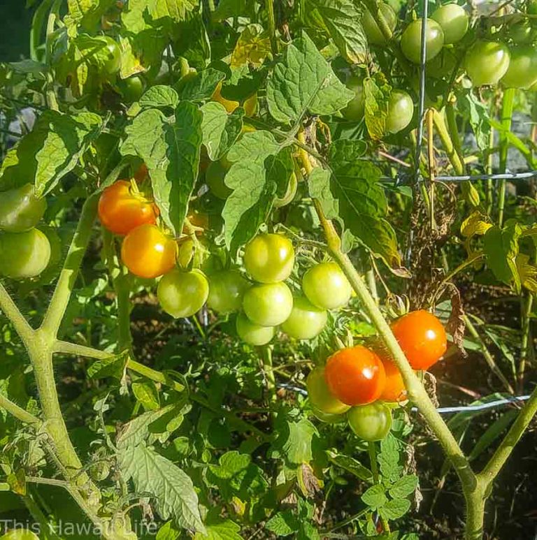Growing tomatoes in Hawaii This Hawaii Life