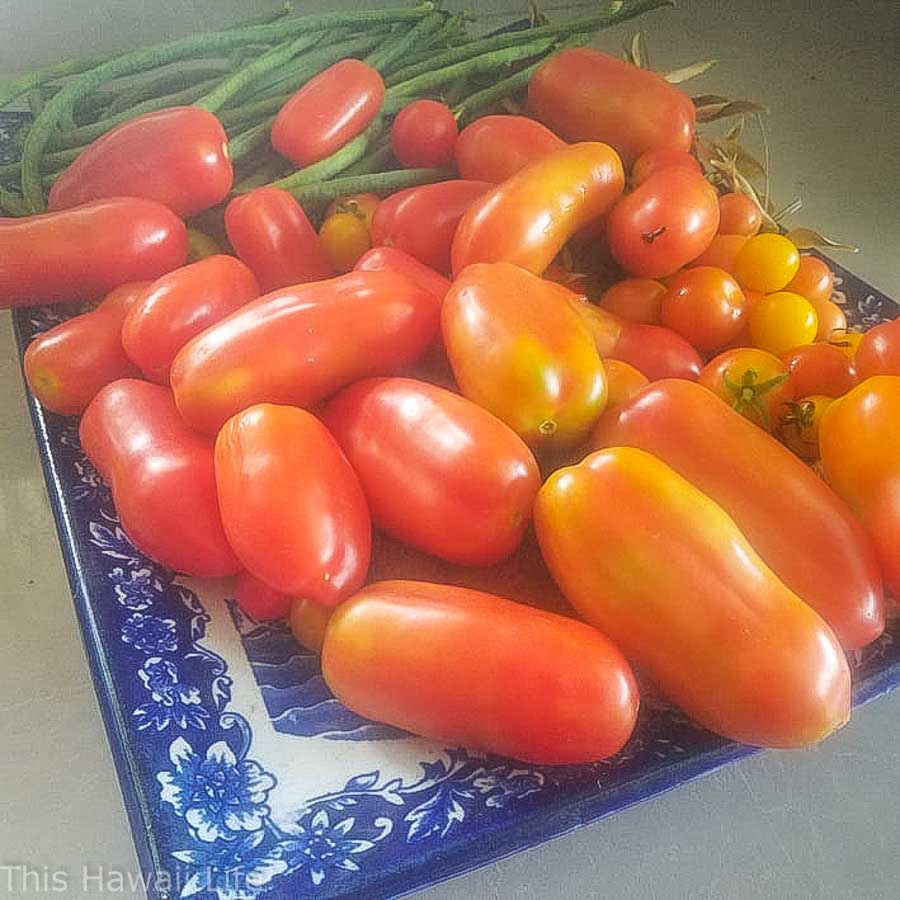 Harvesting your tomatoes grown in Hawaii