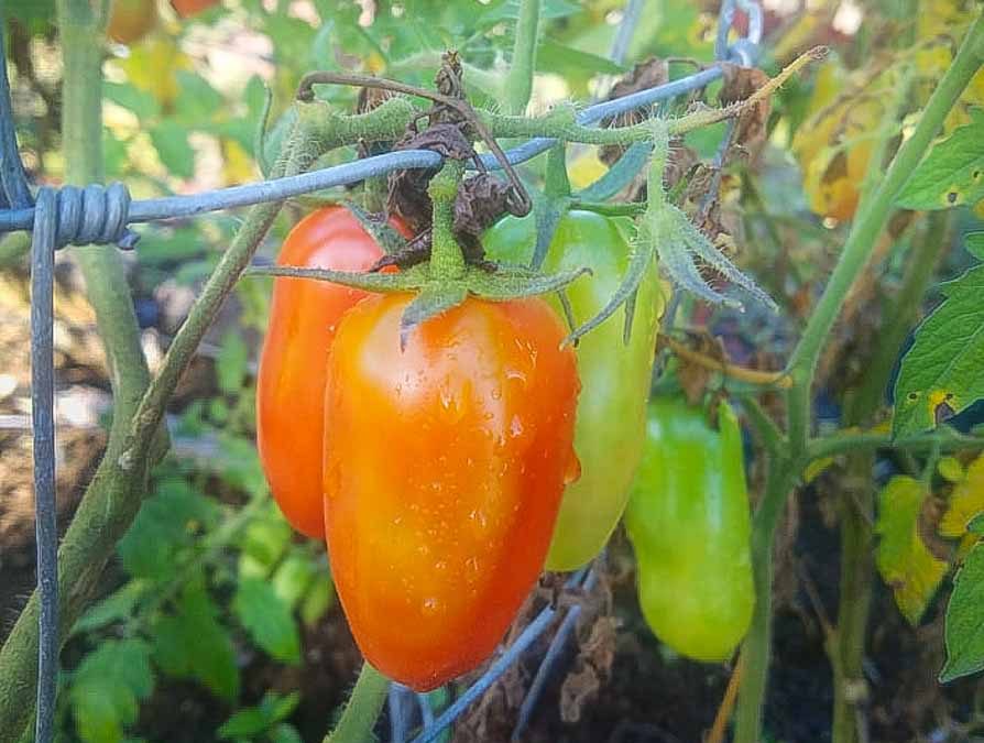 Growing tomatoes in Hawaii