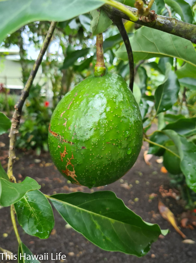 Best Avocado Tree Hawaii