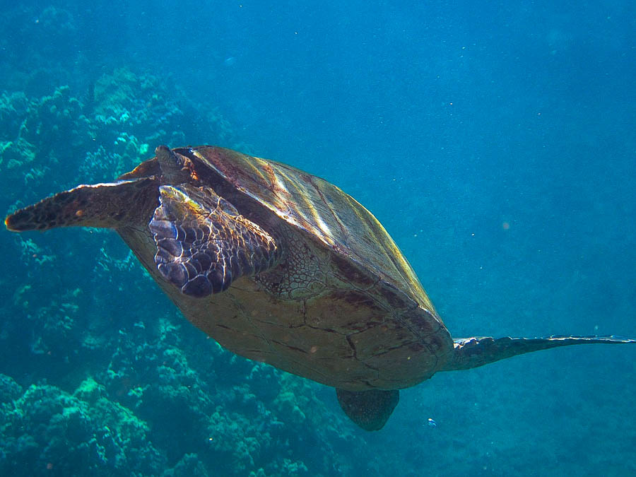 Snorkeling in Maui