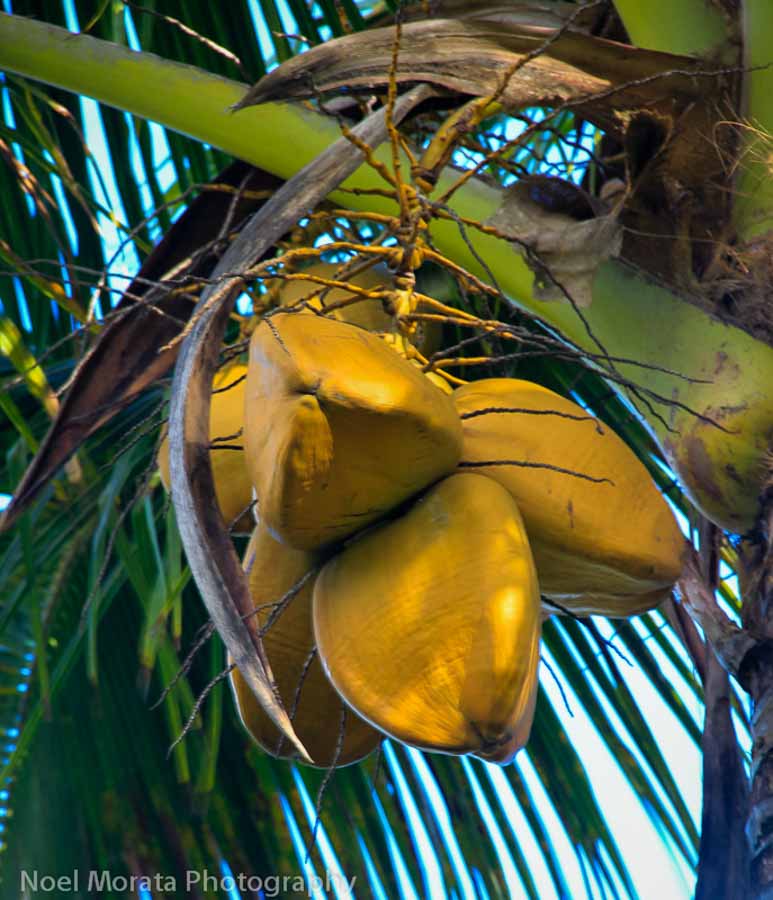Coconut fresh from the trees in Hawaii
