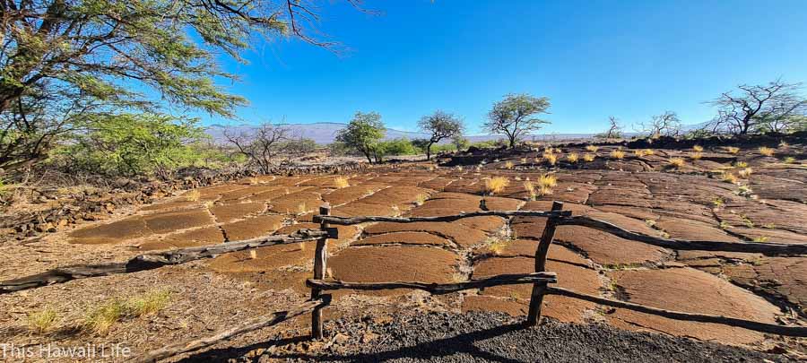 Visiting Hawaiian Petroglyphs at this time - This Hawaii Life