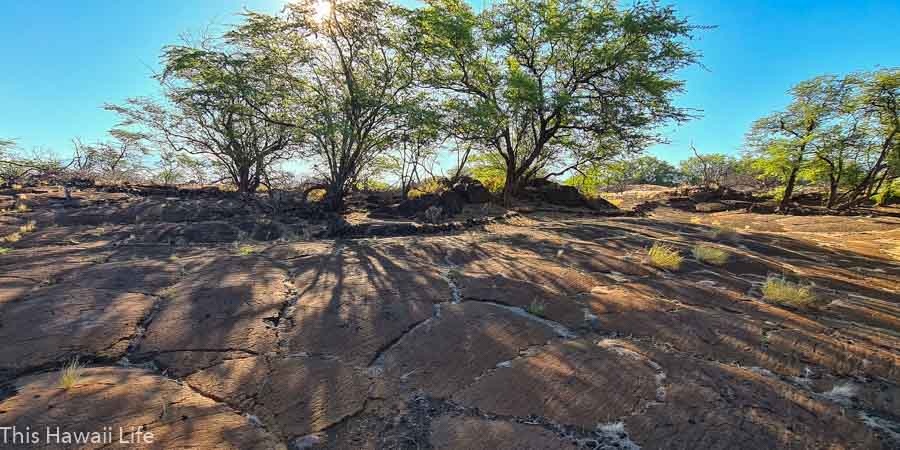 hawaiian petroglyphs