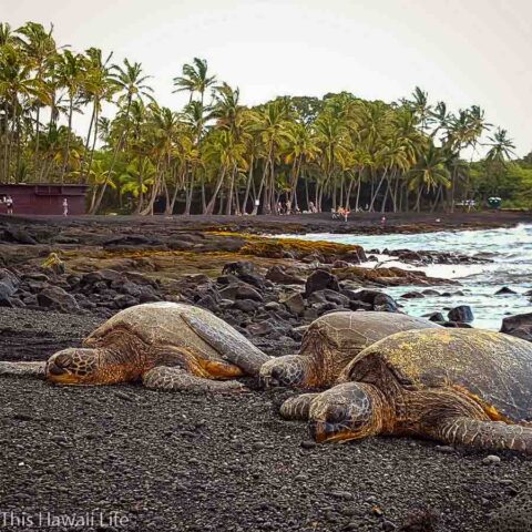 Punalu'u Black Sand Beach - This Hawaii Life