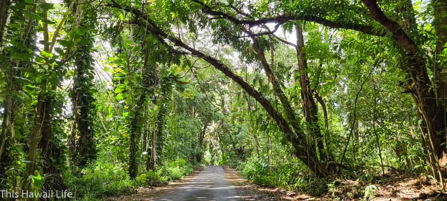 Big Island road trips