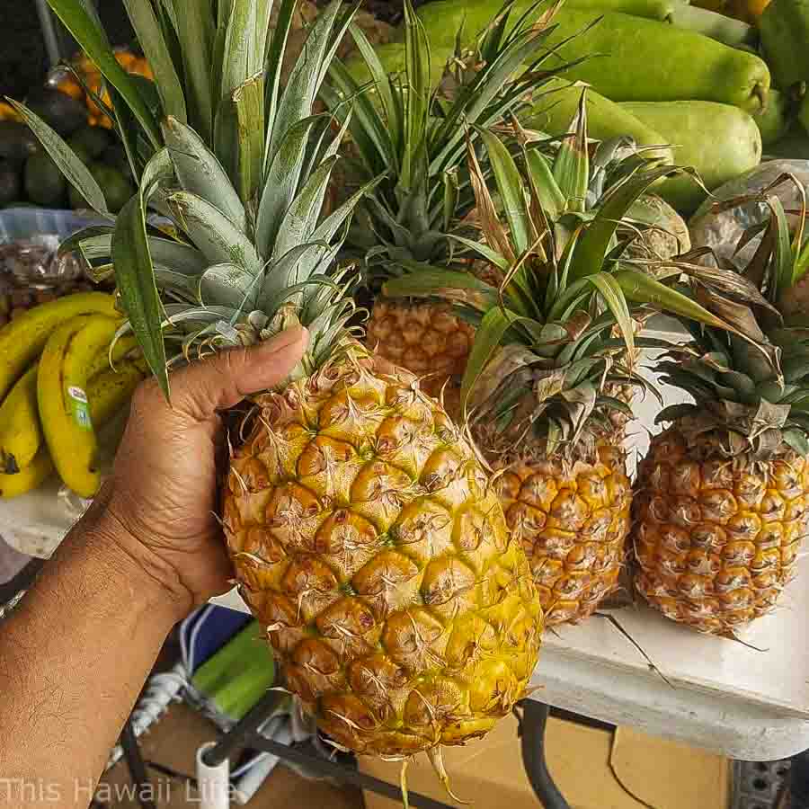 ripe-pineapples-this-hawaii-life