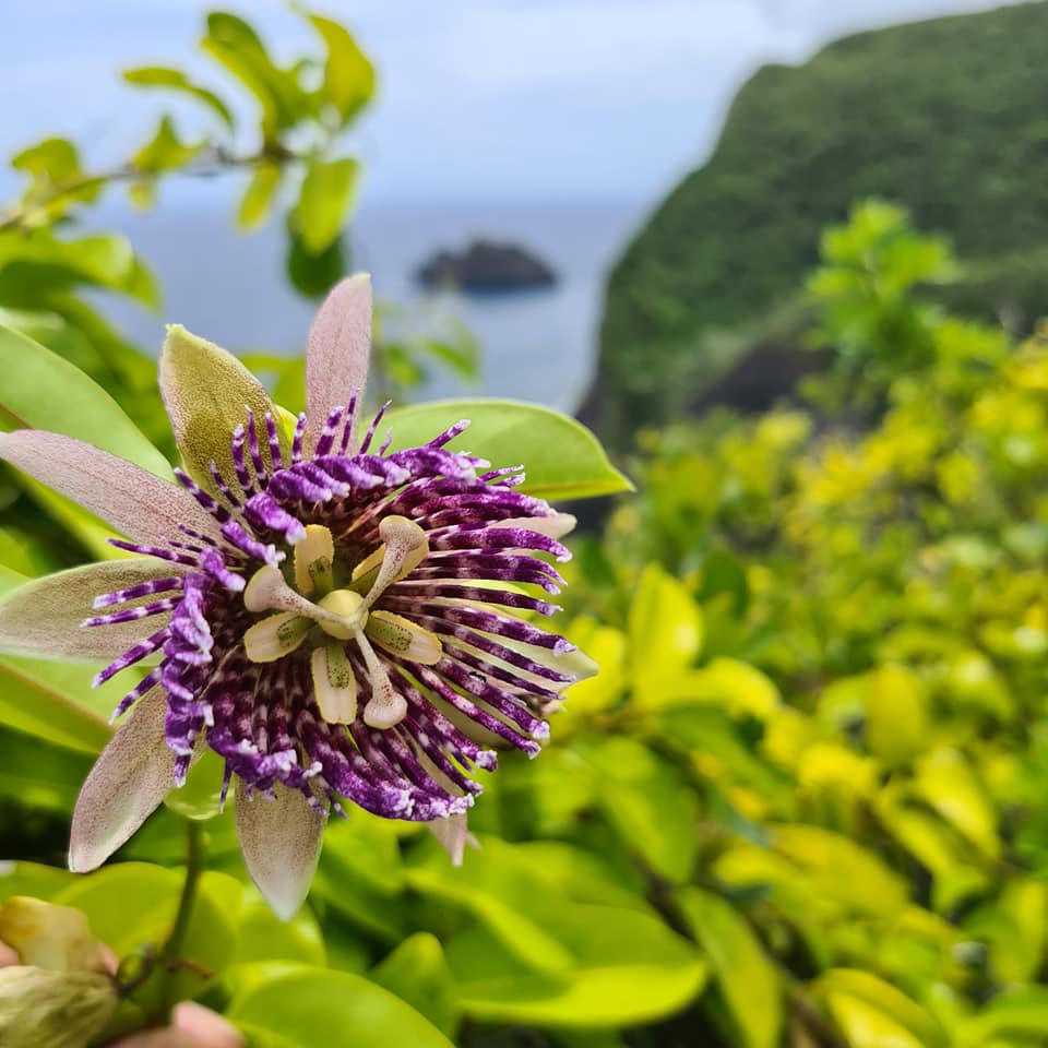 Hawaiian tropical flowers This Hawaii Life