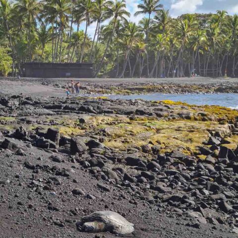 Punalu'u Black Sand Beach - This Hawaii Life