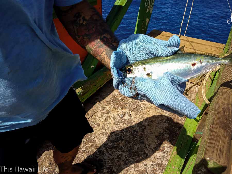 Catching local opelu just off the cliff areas of Ka Lae