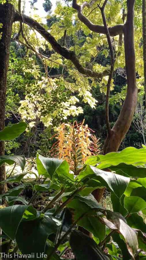 Kalopa State Park - This Hawaii Life