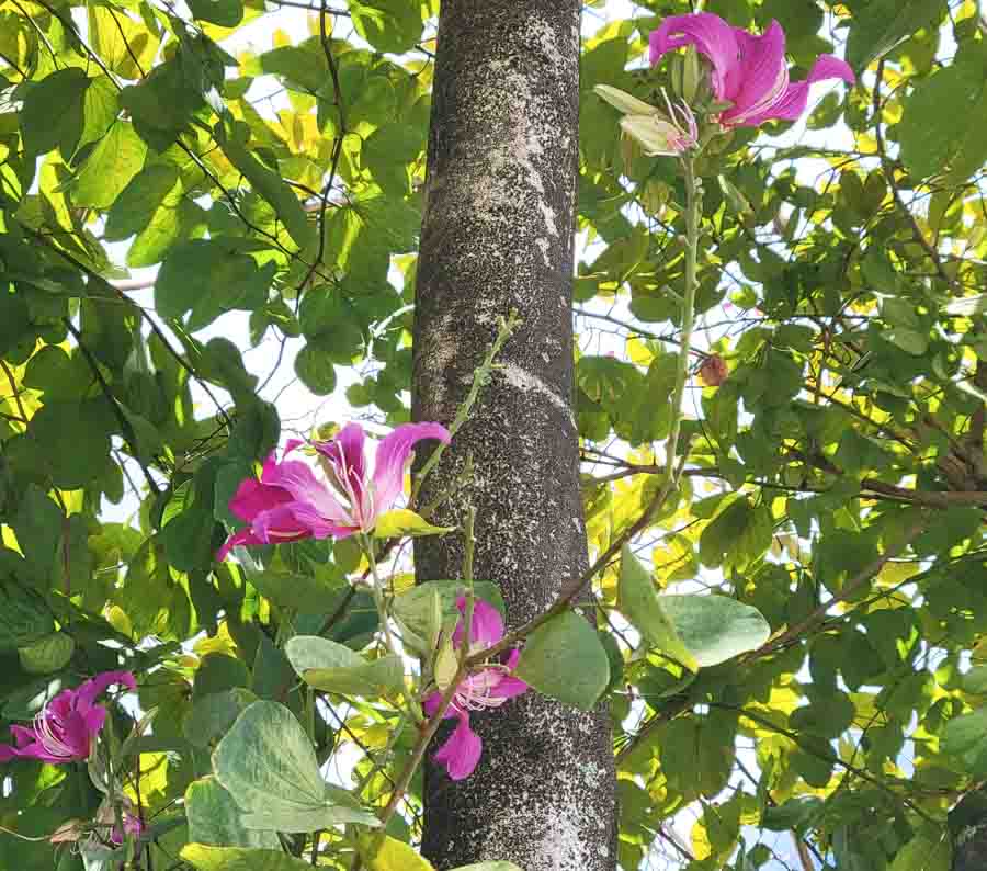 Orchid trees – Bauhinia variegata