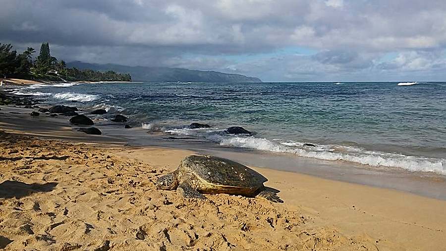 What is the best time to see the green sea turtles at Laniakea Beach?