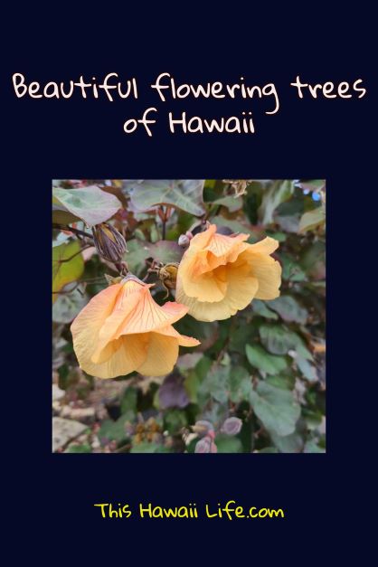 The colorful, flowering trees of Hawaii (aromatic, vivid or easy to grow varieties)
