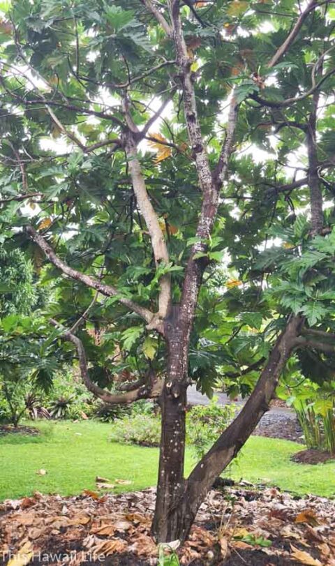Easy to grow tropical fruit trees in Hawaii - This Hawaii Life