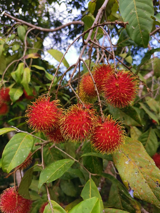 Rambutan fruit trees