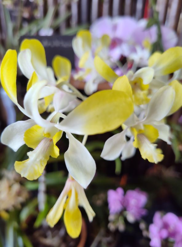 Dendrobium orchids