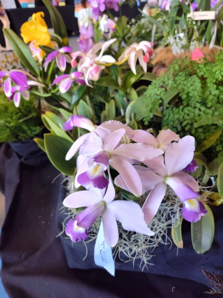 Cattleya orchids