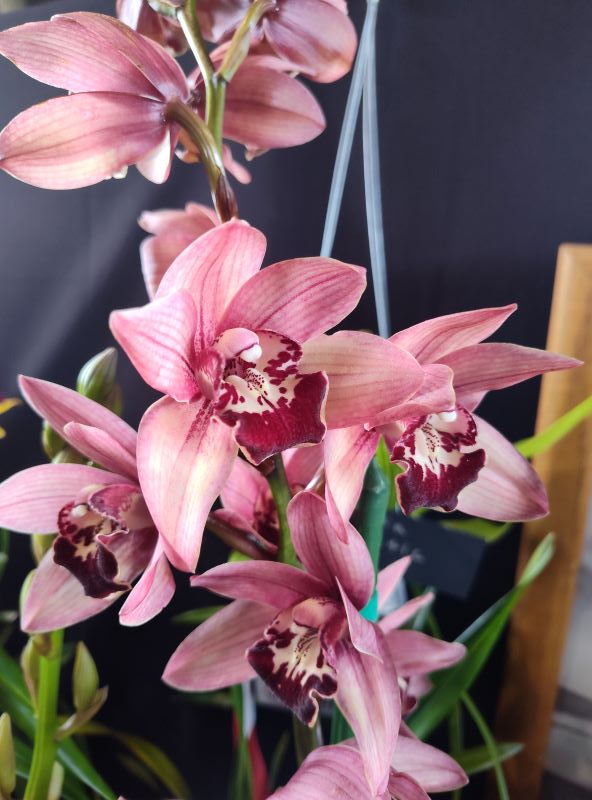 Cymbidium orchids