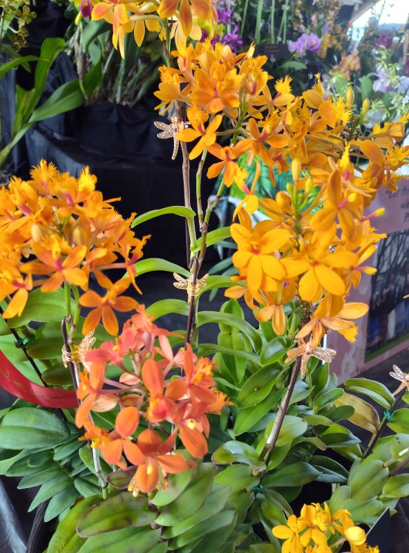 Oncidium orchids