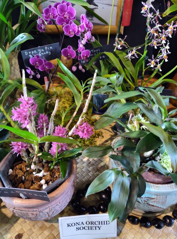 Kona Orchid Show