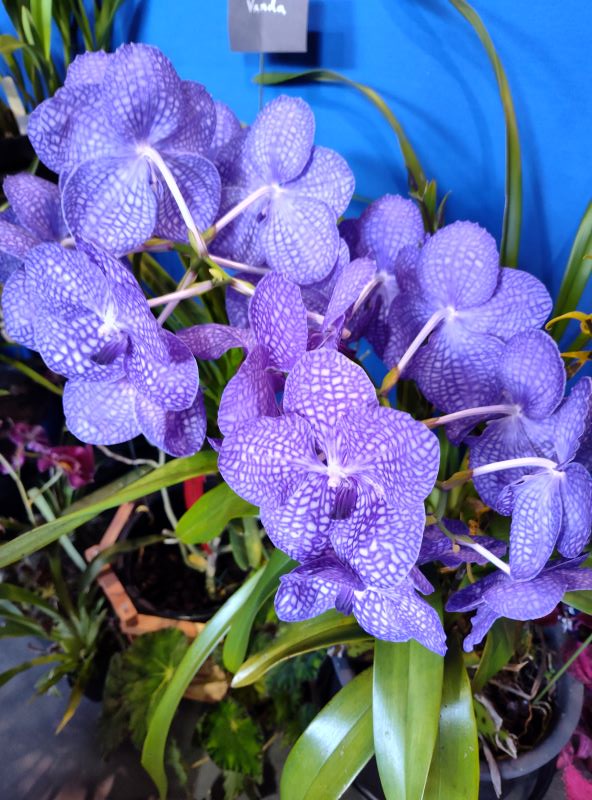 Vanda orchids