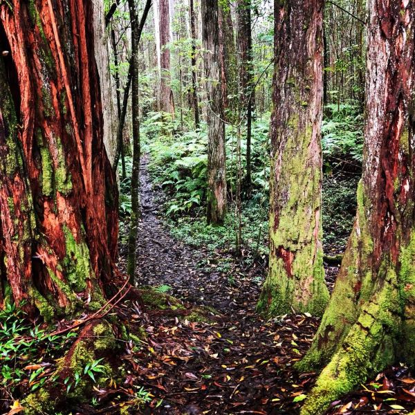 Kalopa State recreation area and arboretum
