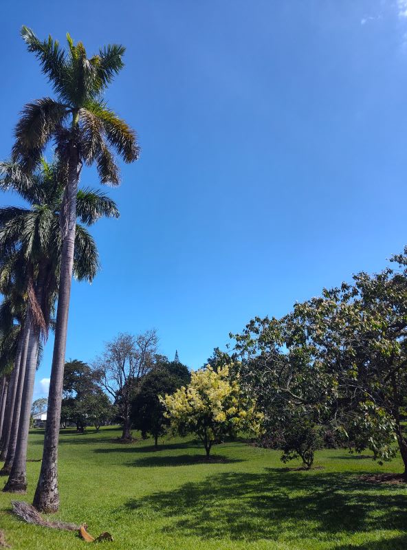 Hilo Arboretum Gardens