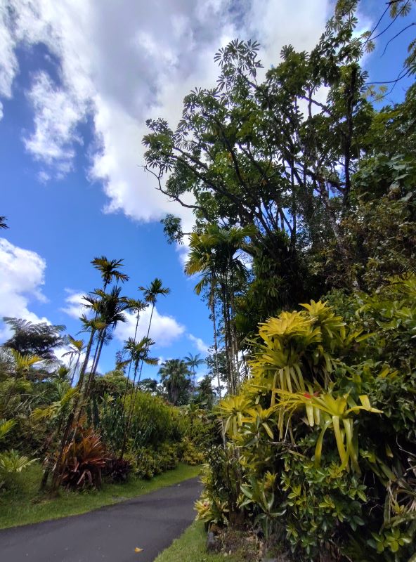 Panaewa zoo and botanical gardens main walking promenade
