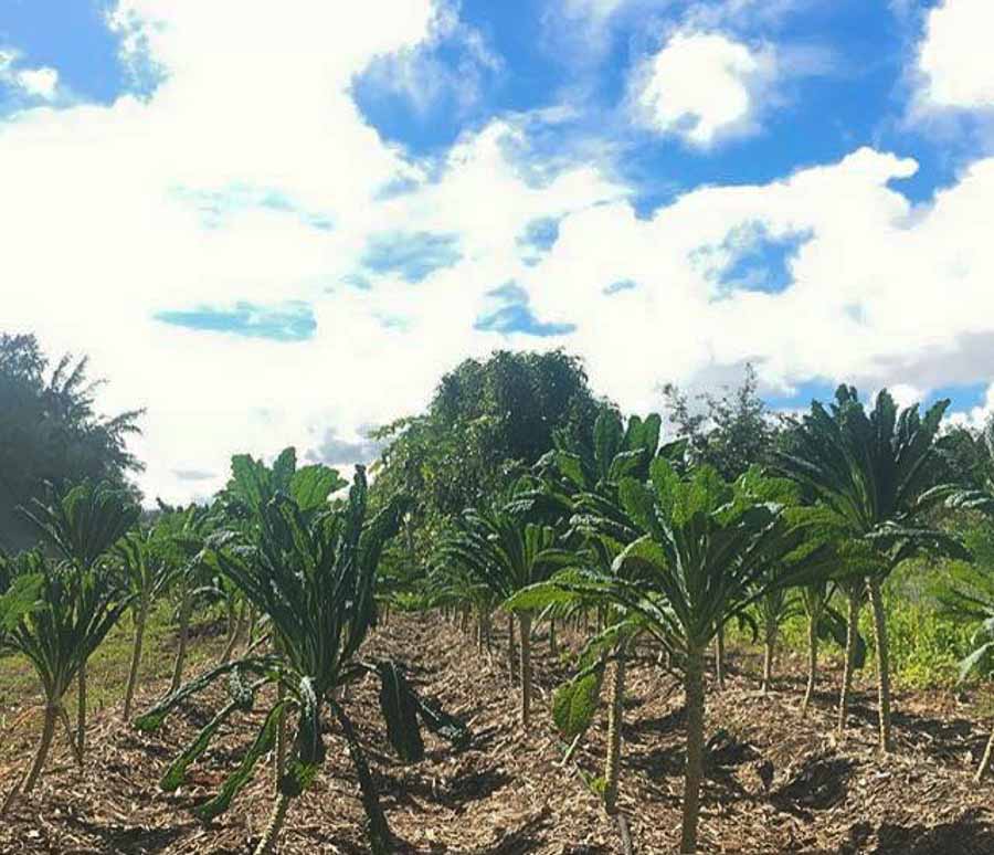 Check out Kahuku organic farms